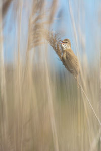 Close-up of a bird in the field