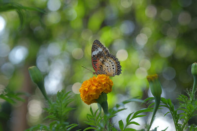 Butterfly pollinating on flower