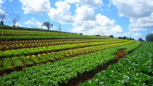 Scenic view of agricultural field against sky