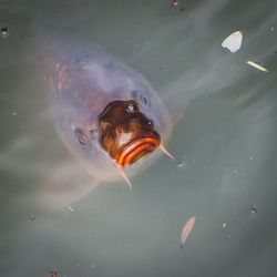 Underwater view of swimming in sea
