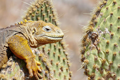 Close-up of iguana