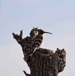 Low angle view of woodpecker perching on tree