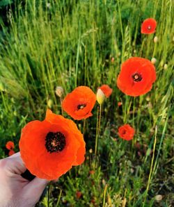 Close-up of poppy flowers in field