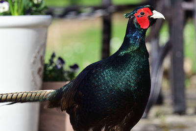 Portrait of a melanistic pheasant 