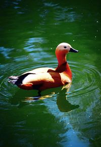 Duck swimming in a lake