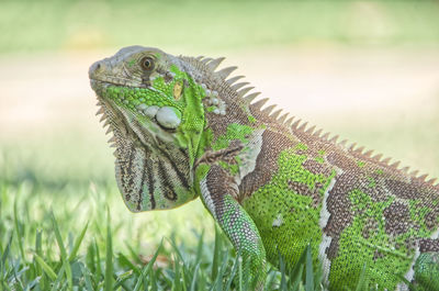 Close-up of lizard