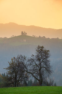 Trees on field against sky during sunset