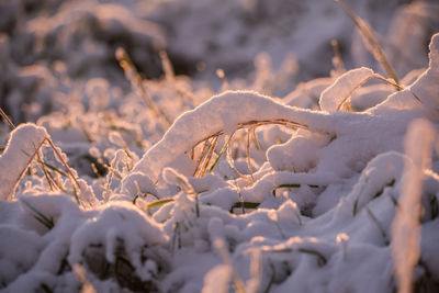 Close-up of snow on field during winter