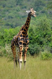 Giraffe standing on field