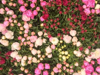 Full frame shot of pink flowers