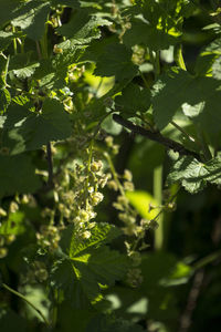 Close-up of fresh green plant