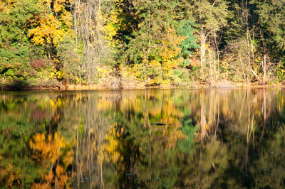 Scenic view of lake in forest during autumn