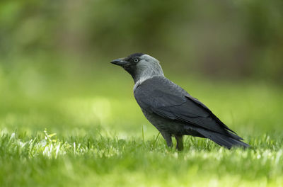 Close-up of bird perching on field