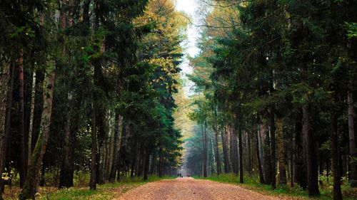 Road amidst trees in forest against sky