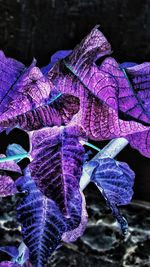 Close-up of purple water in aquarium