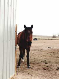 Portrait of horse against sky