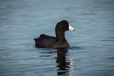 American coot on water