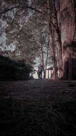 Trees on field in forest