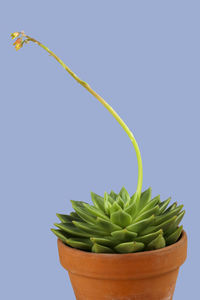 plant