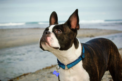 Dog looking up while standing at beach against sky