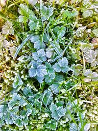 Close-up of frozen plants during winter