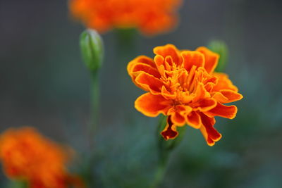 Close-up of orange marigold flower