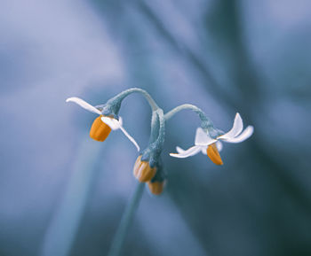 Close-up of flowering plant