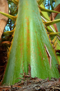 Close-up of bamboo plant