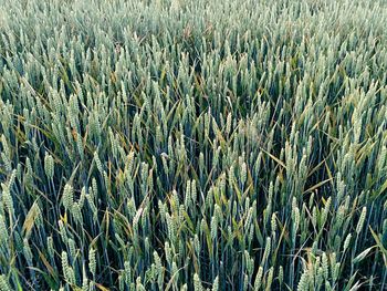 Full frame shot of wheat field