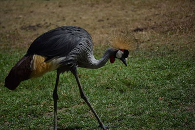 Side view of a bird on field