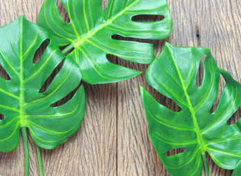 High angle view of green leaves on table