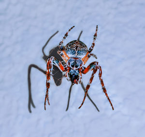 Close-up of spider