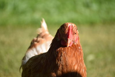 Hen perching on field