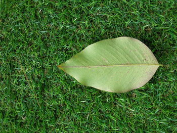 High angle view of golf ball on grass