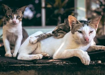 Portrait of cats sitting