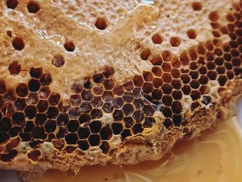Close-up of bee on the wall