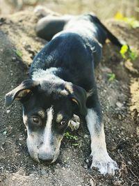 Close-up portrait of dog relaxing on field