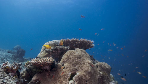 Yellow boxfish around coral in sea