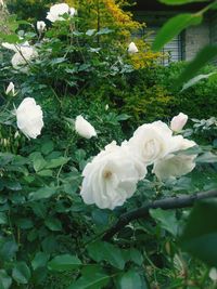 Close-up of white roses