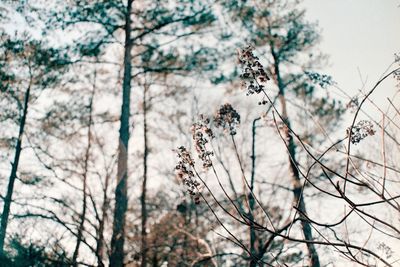 Low angle view of trees against sky in forest