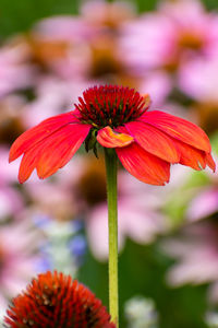 Close-up of red flowering plant