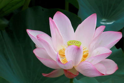 Close-up of pink water lily