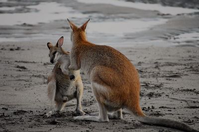 Goats on the beach