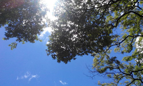 Low angle view of tree against sky