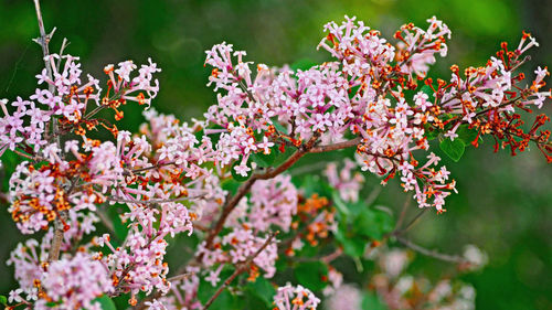 Close-up of pink cherry blossom