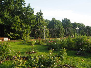 Trees and plants on field against sky