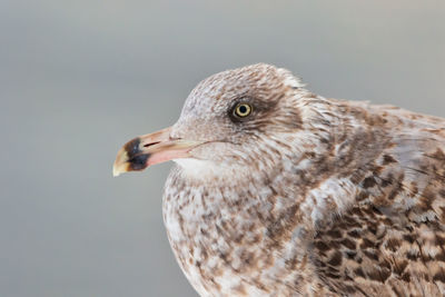 Close-up of seagull against gray background