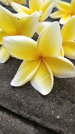 High angle view of yellow flowering plant