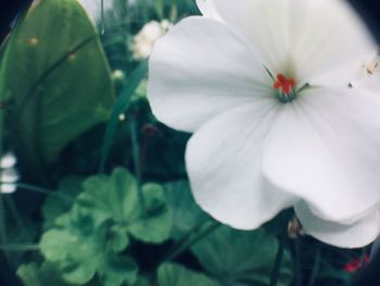 Close-up of white flower blooming outdoors