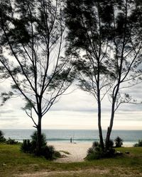 Trees on beach against sky